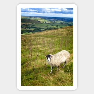 Black Face Sheep on the North York Moors Sticker